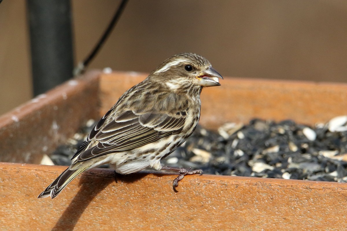 Purple Finch - ML646918984