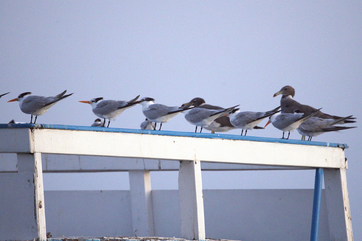 Rüppellseeschwalbe - ML646918985