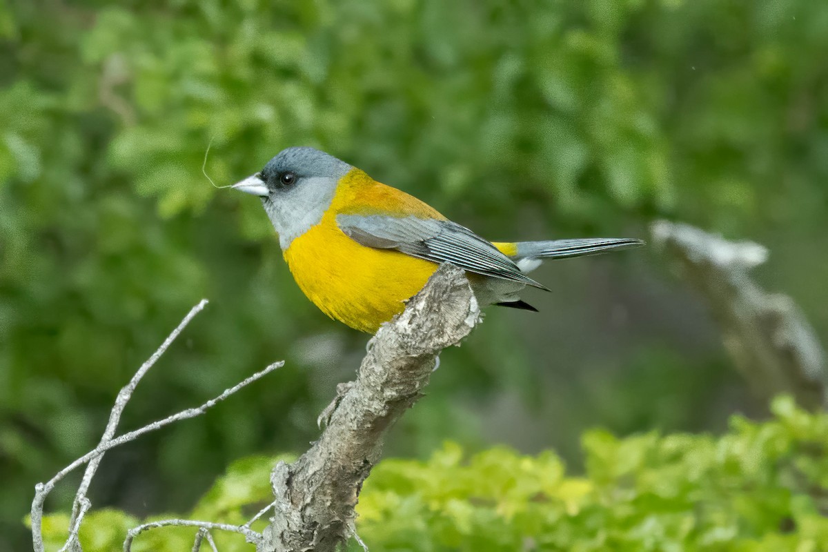 Patagonian Sierra Finch - ML646918987