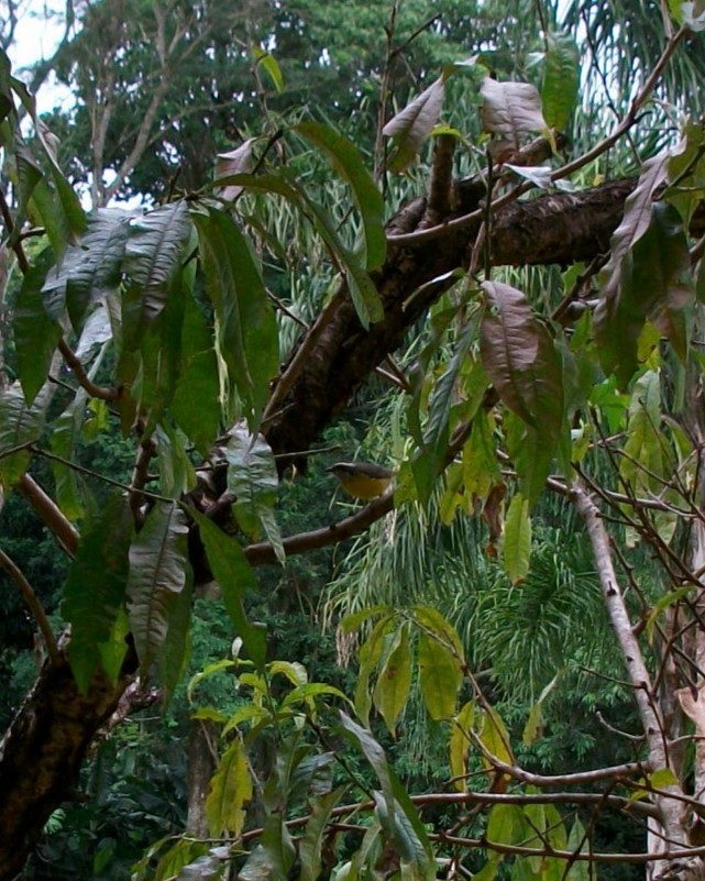 Bananaquit - ML646918988