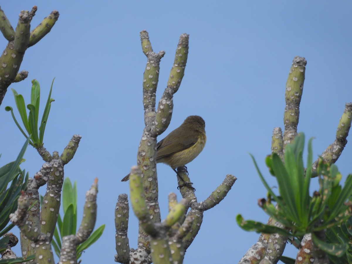 カナリーチフチャフ - ML646918989