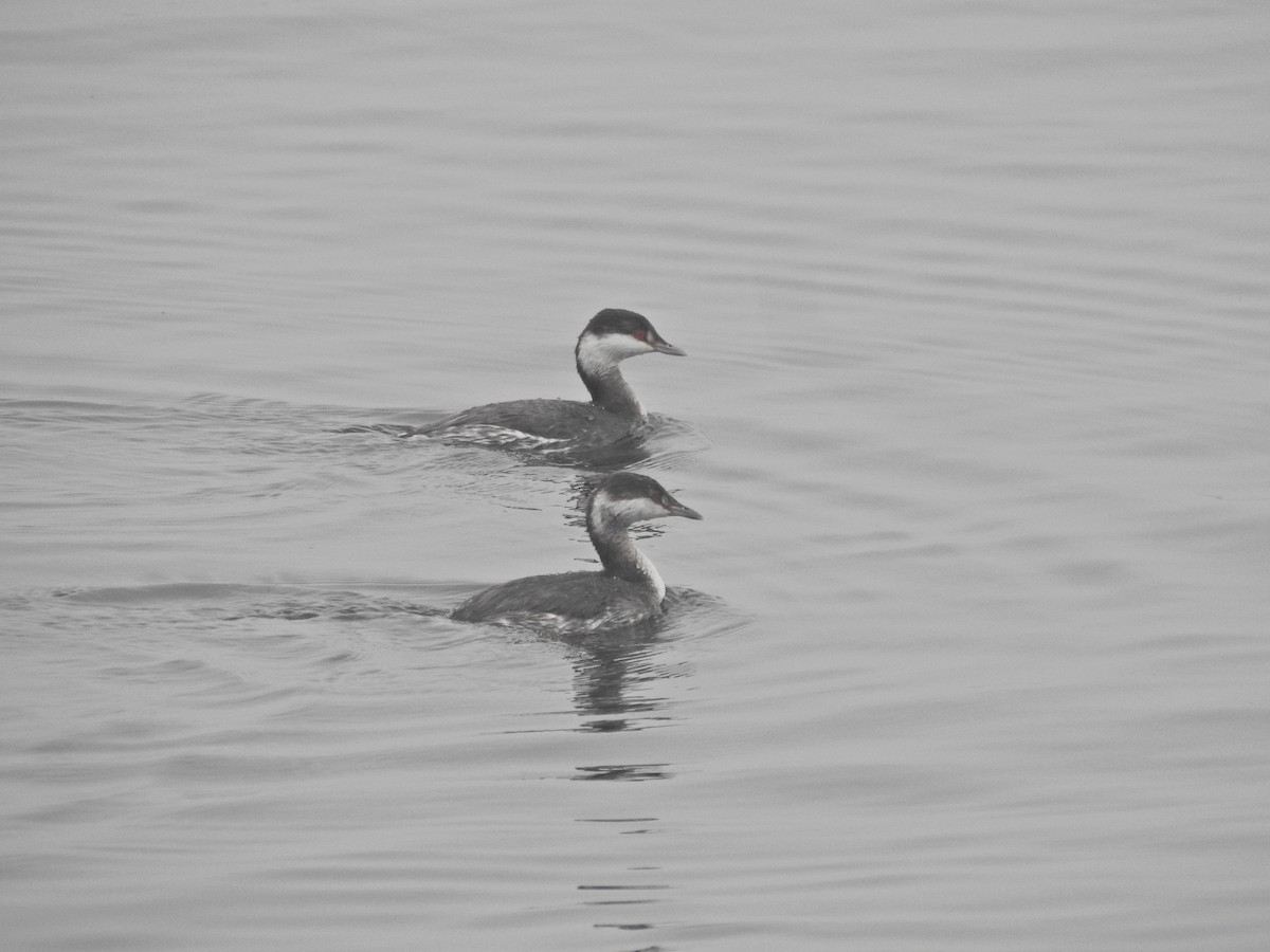 Красношейная поганка - ML646919000