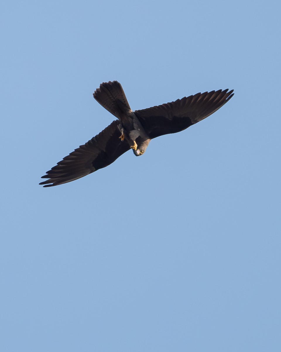 Eleonora belatza - ML646919006