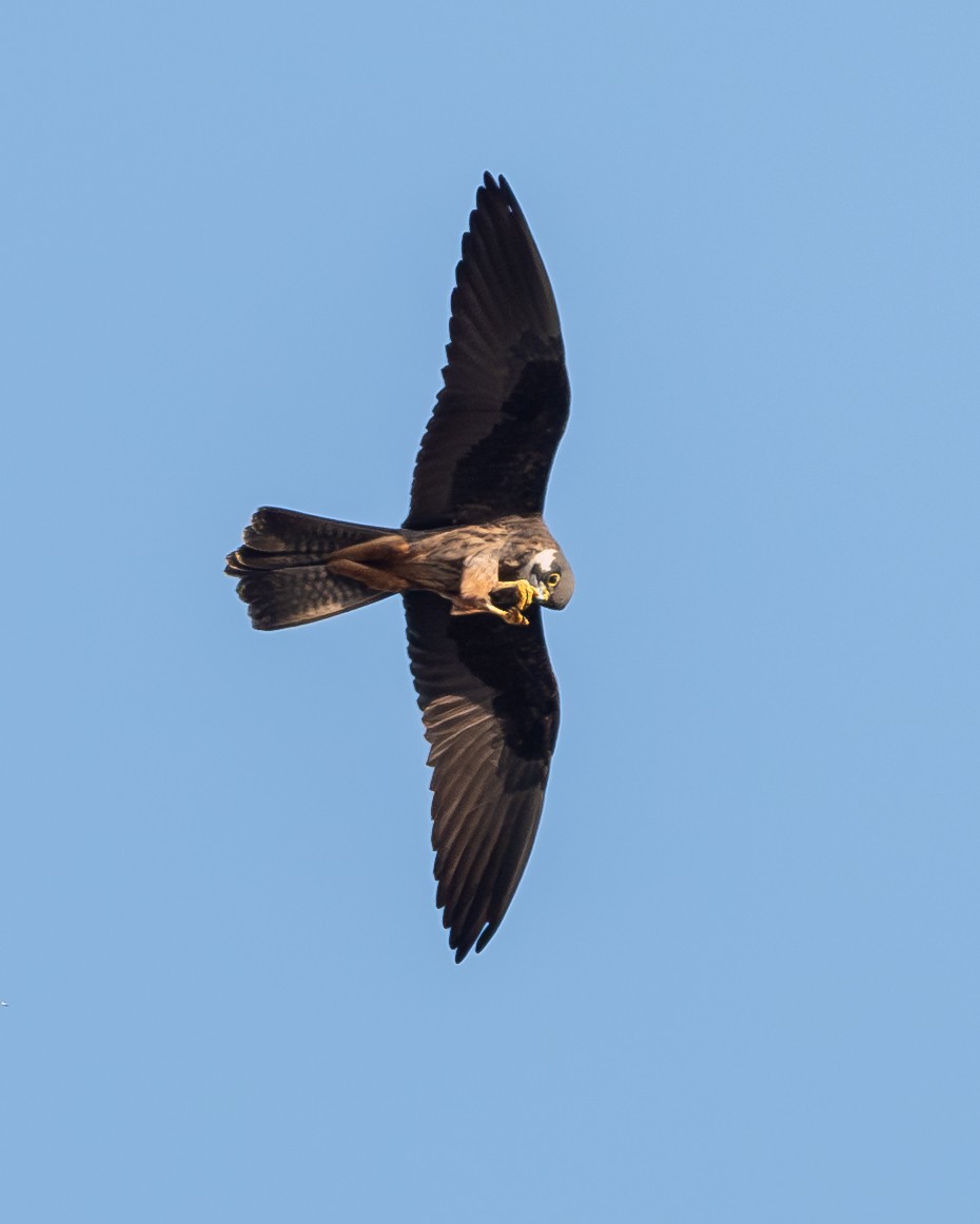 Eleonora belatza - ML646919007