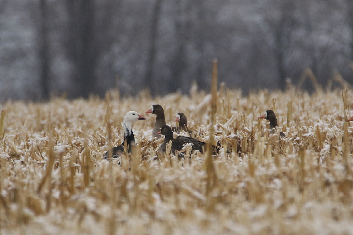 אווז שלג - ML646919022