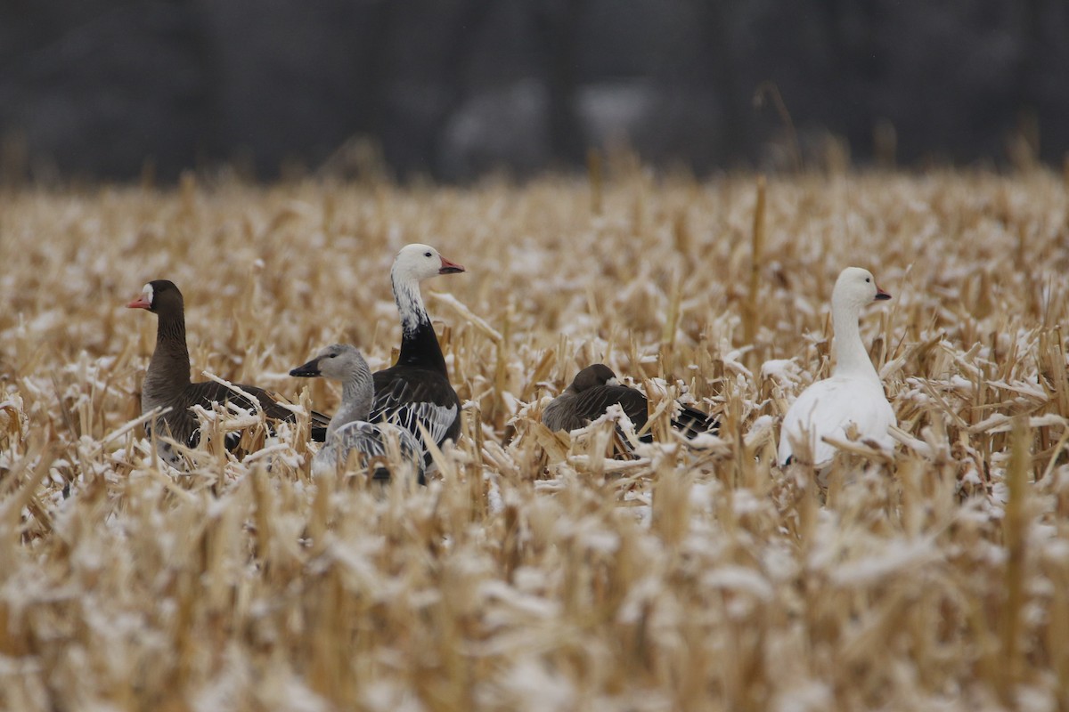 אווז שלג - ML646919023