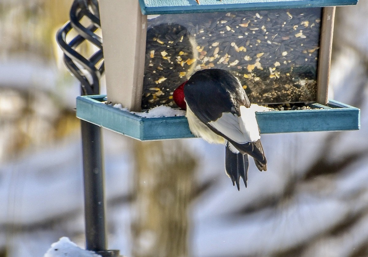 Red-headed Woodpecker - ML646919026