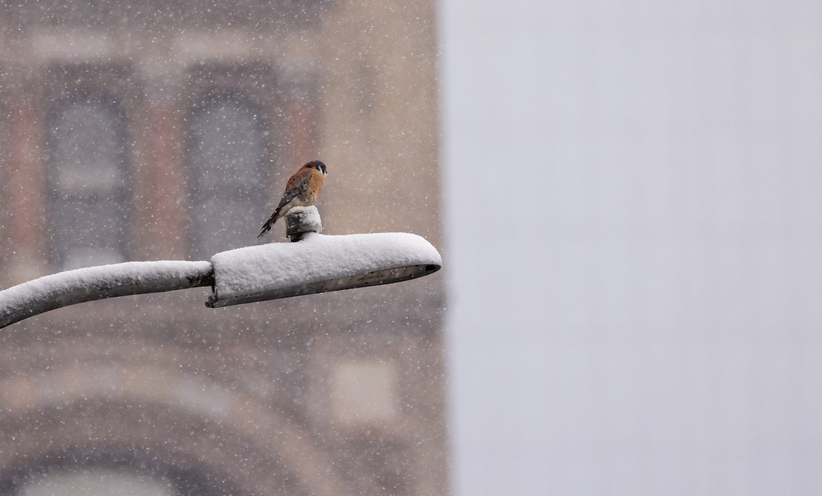 American Kestrel - ML646919030