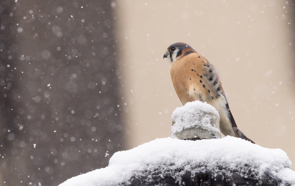 American Kestrel - ML646919031