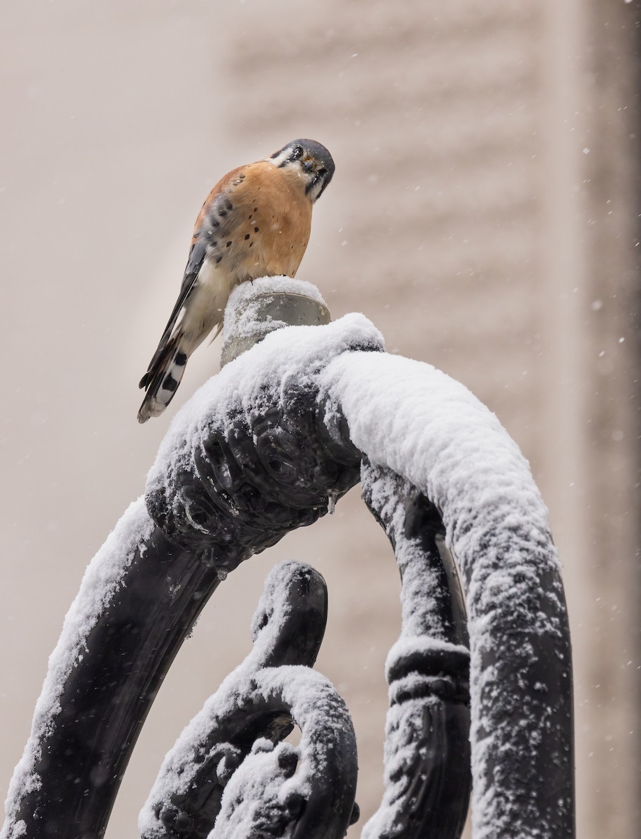 American Kestrel - ML646919032