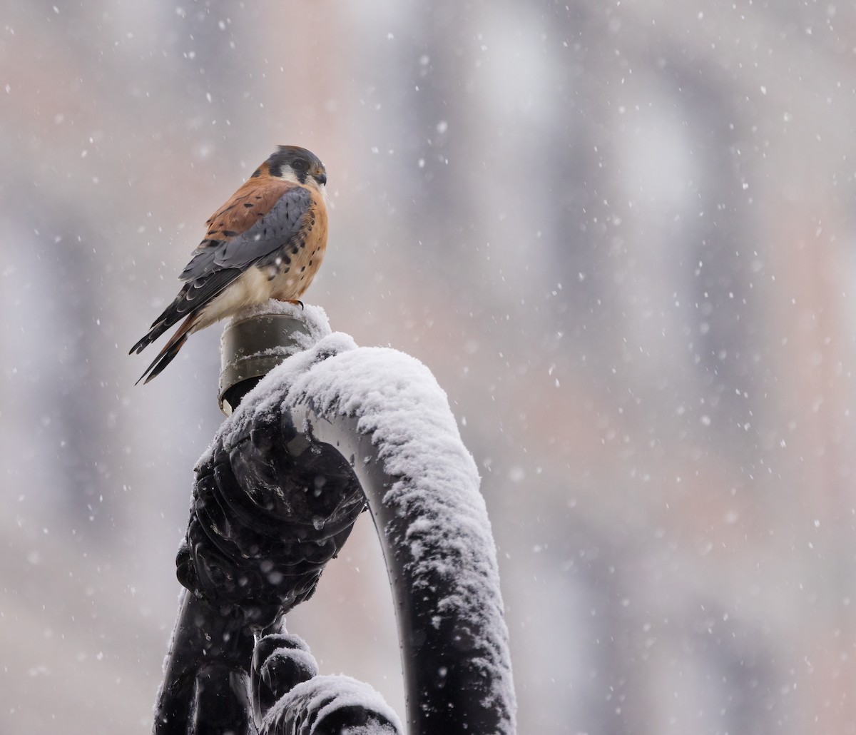 American Kestrel - ML646919033