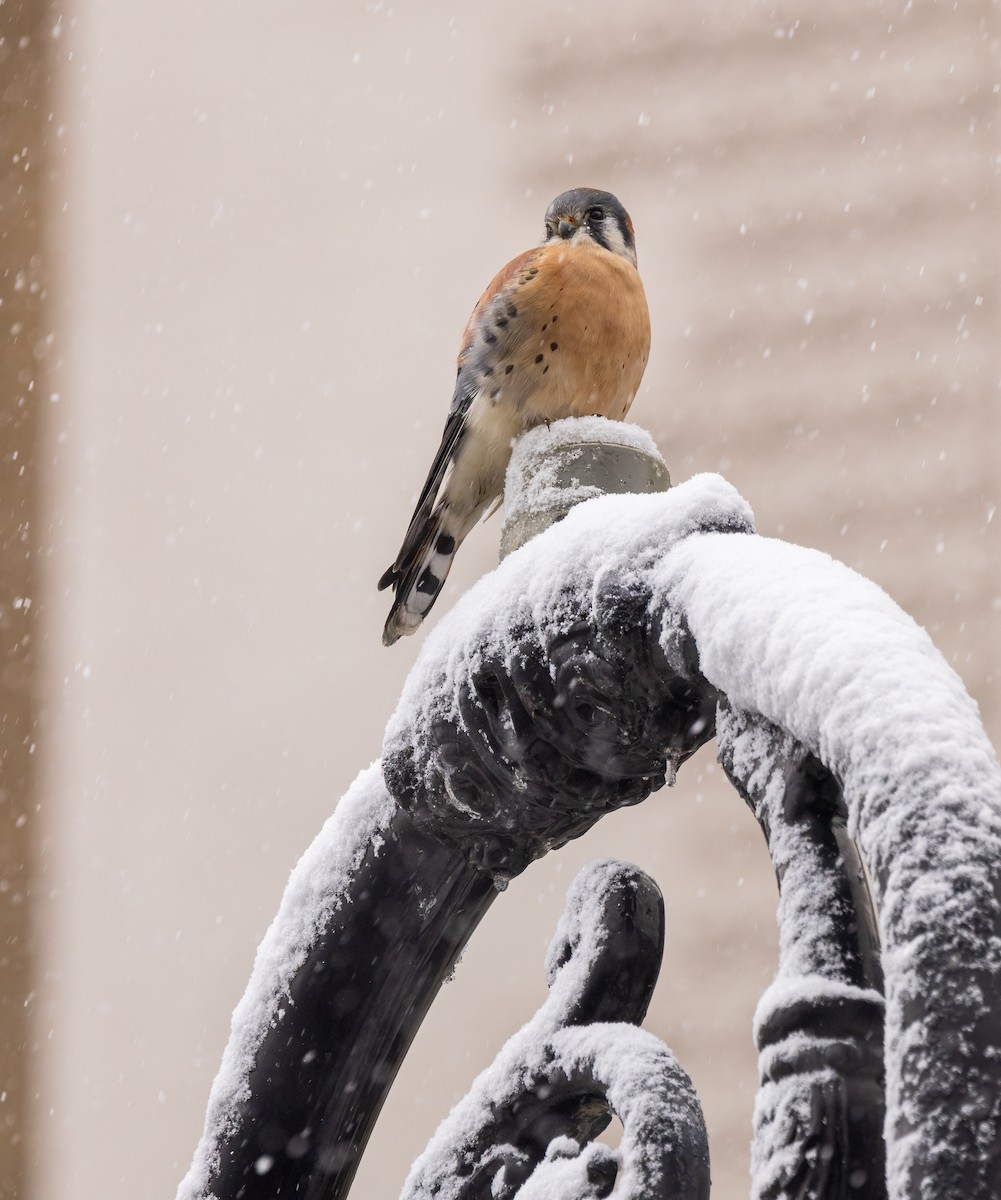 American Kestrel - ML646919034