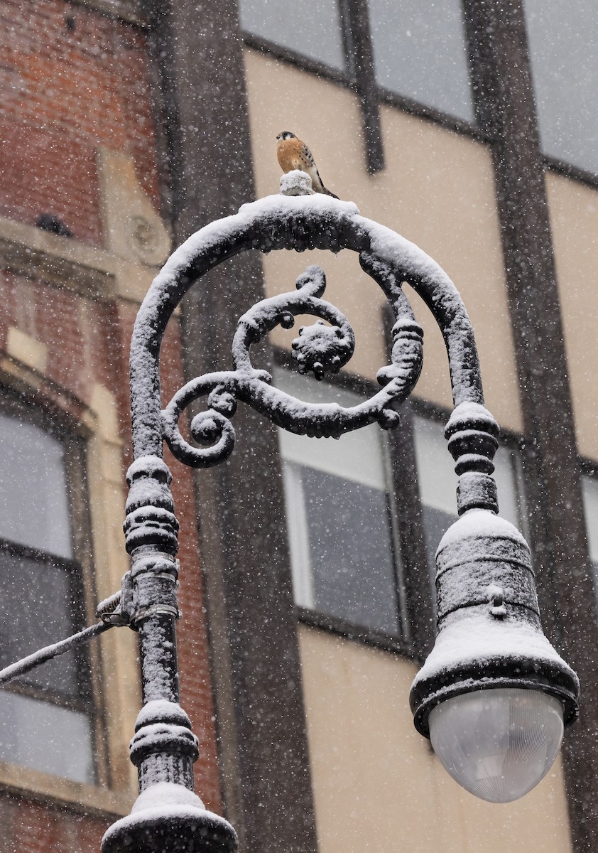 American Kestrel - ML646919035