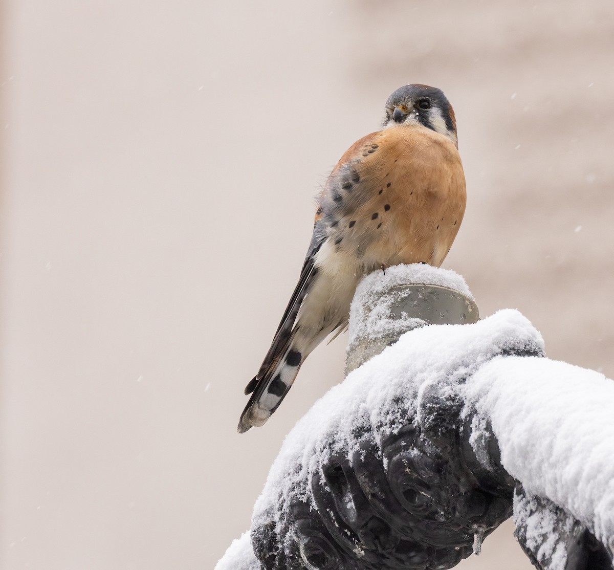 American Kestrel - ML646919036