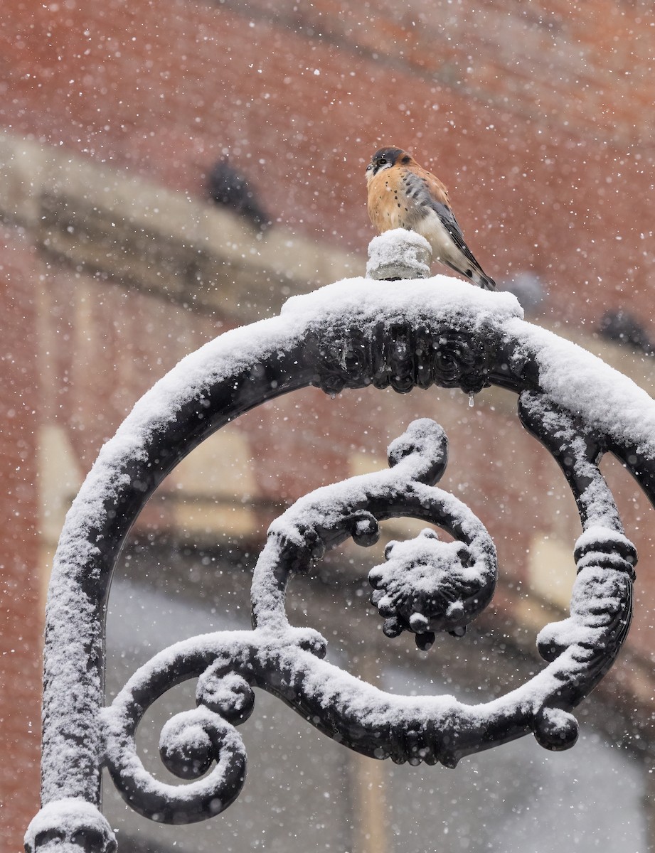 American Kestrel - ML646919037