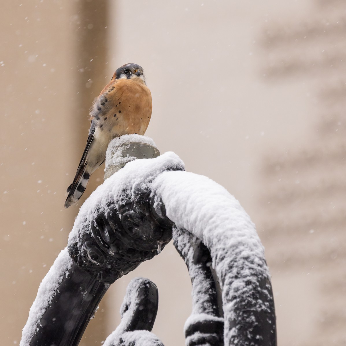 American Kestrel - ML646919038