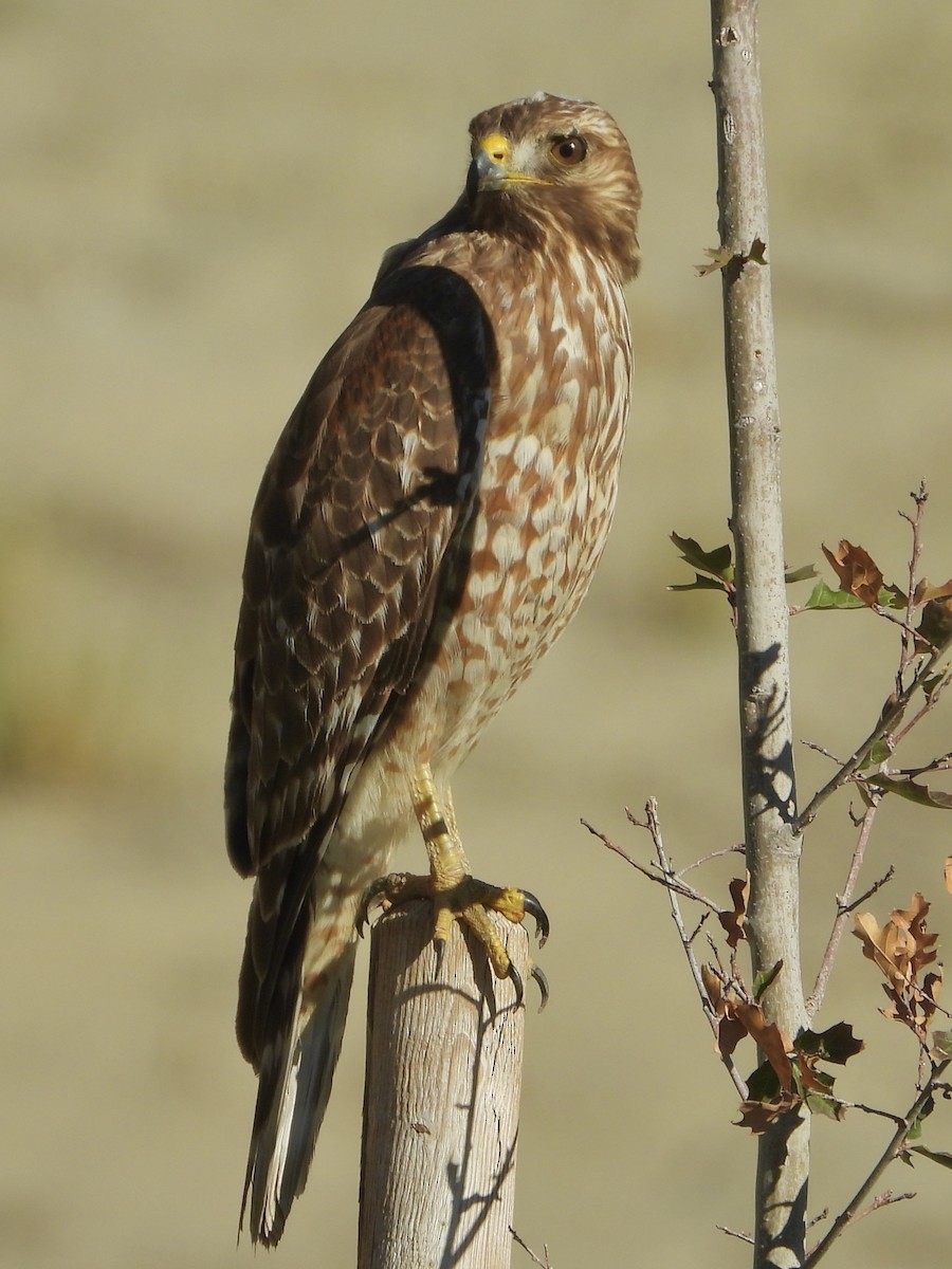 Red-shouldered Hawk - ML646919041