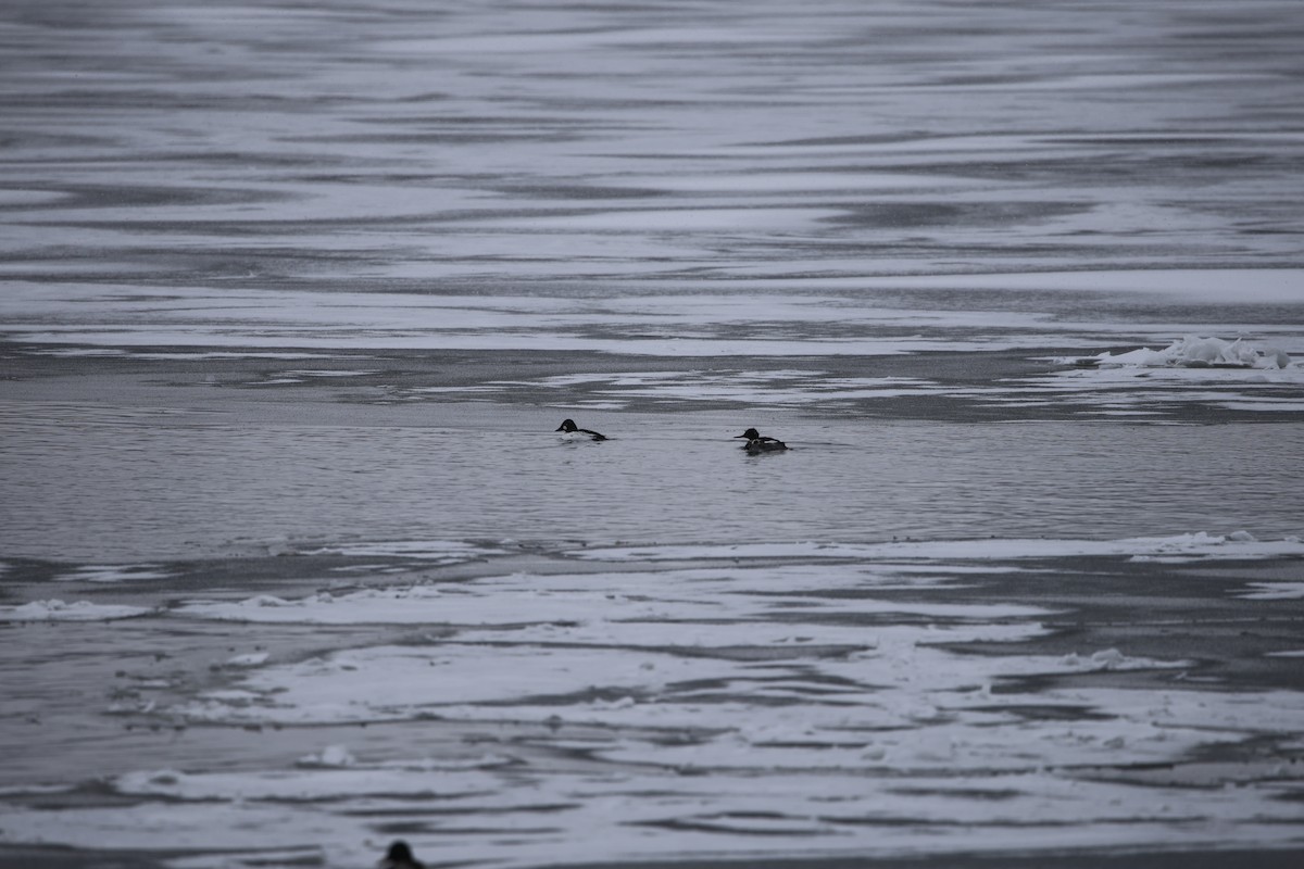 Common Goldeneye - ML646919046