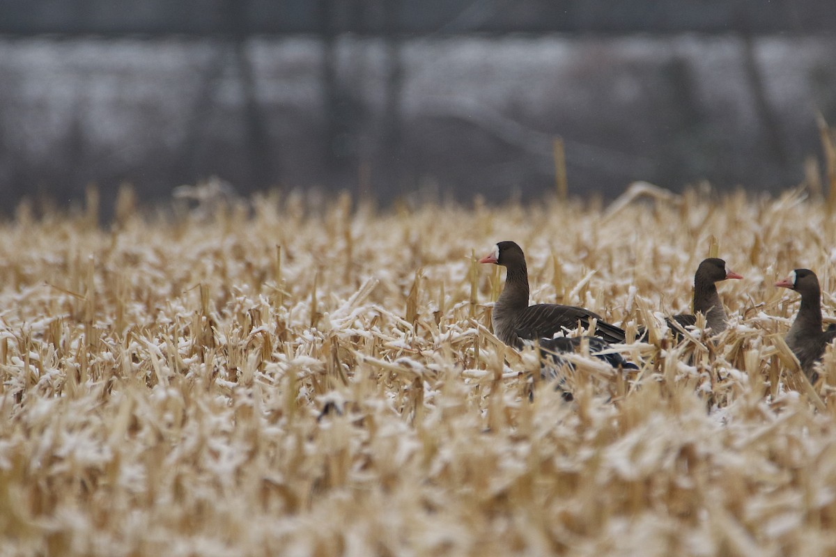 אווז לבן-מצח - ML646919048