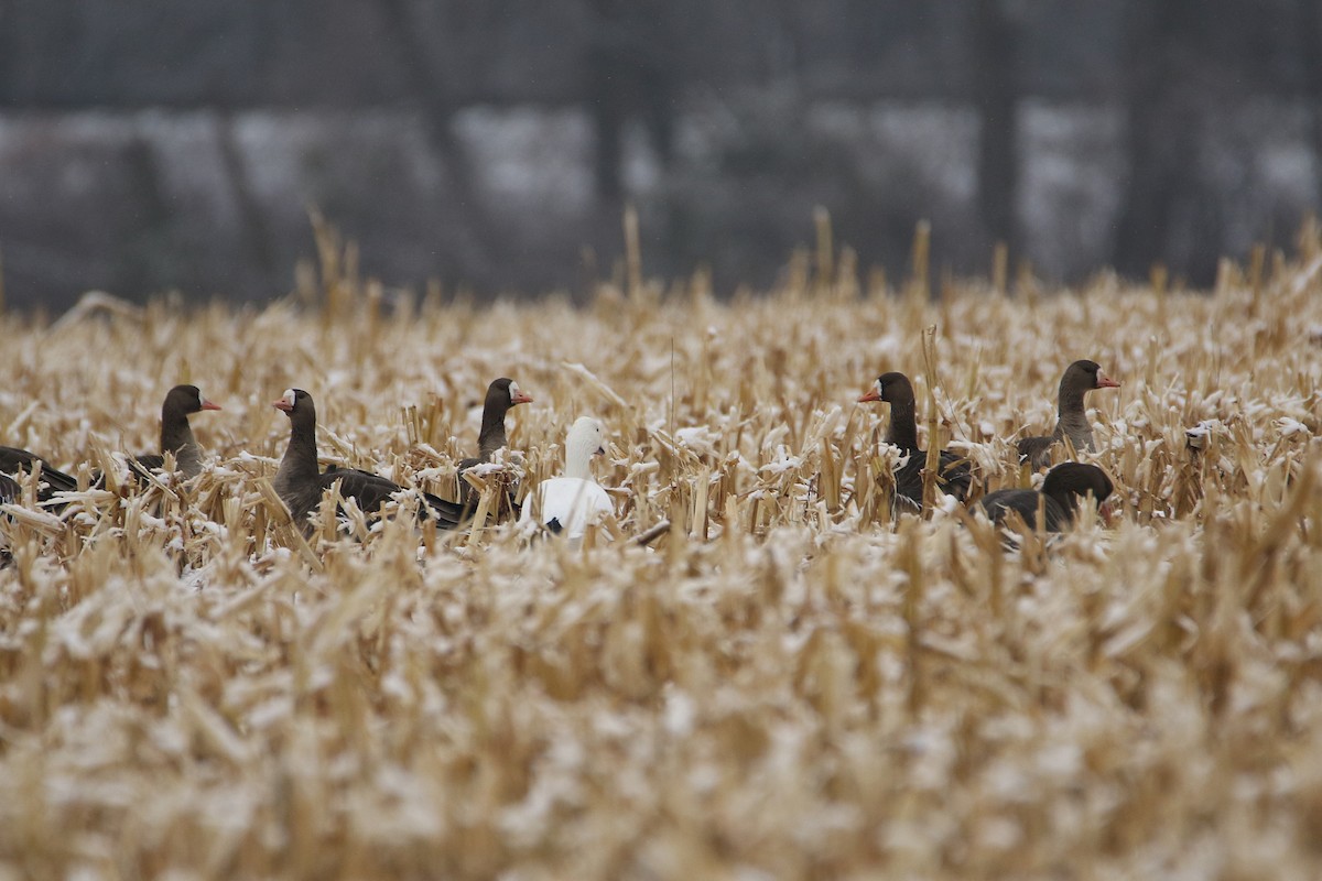 אווז לבן-מצח - ML646919049