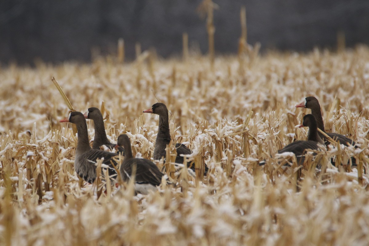 אווז לבן-מצח - ML646919050