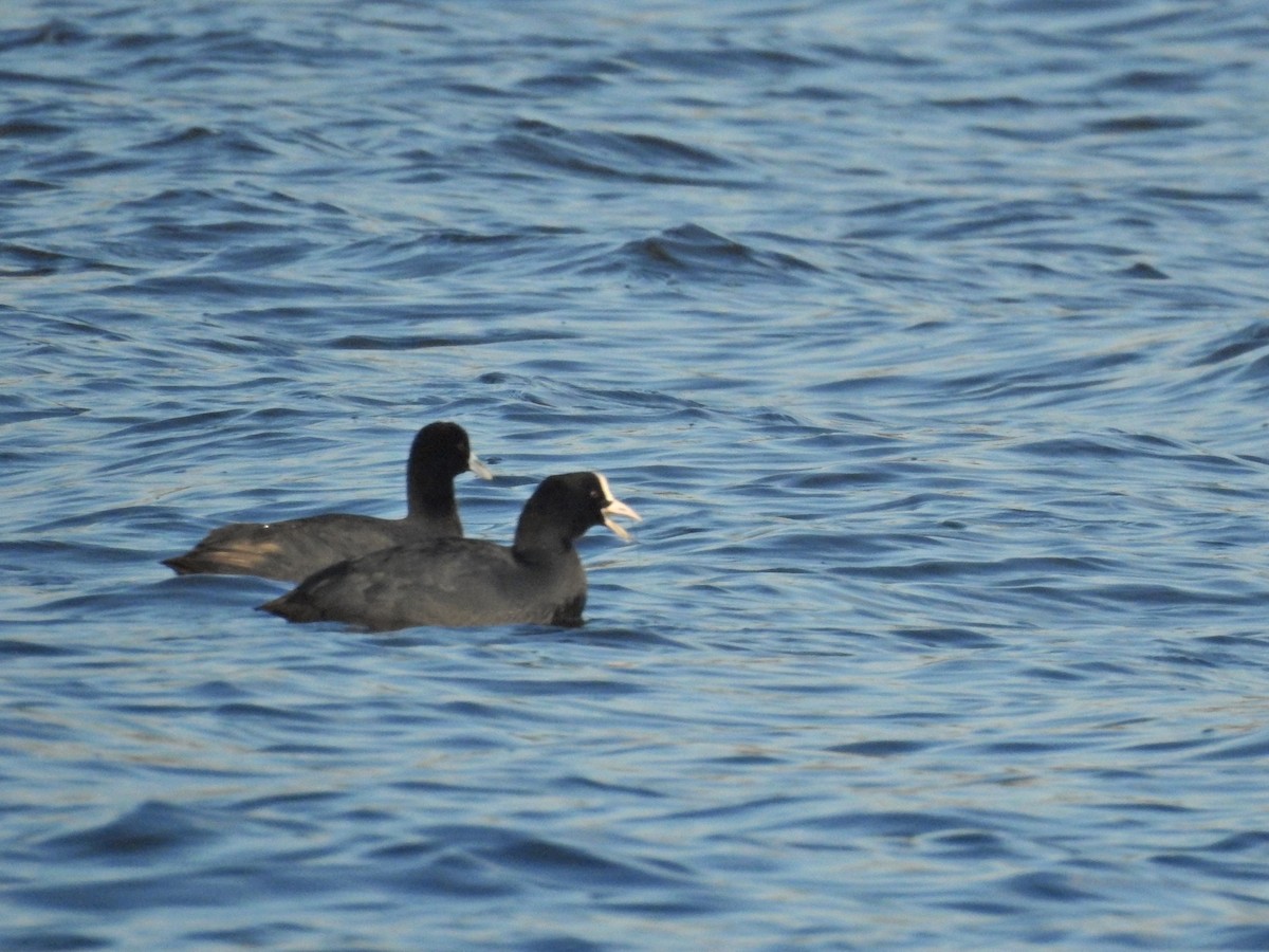 Blässhuhn - ML646919053