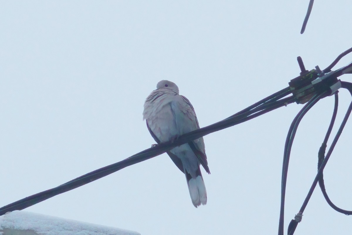 Eurasian Collared-Dove - ML646919057