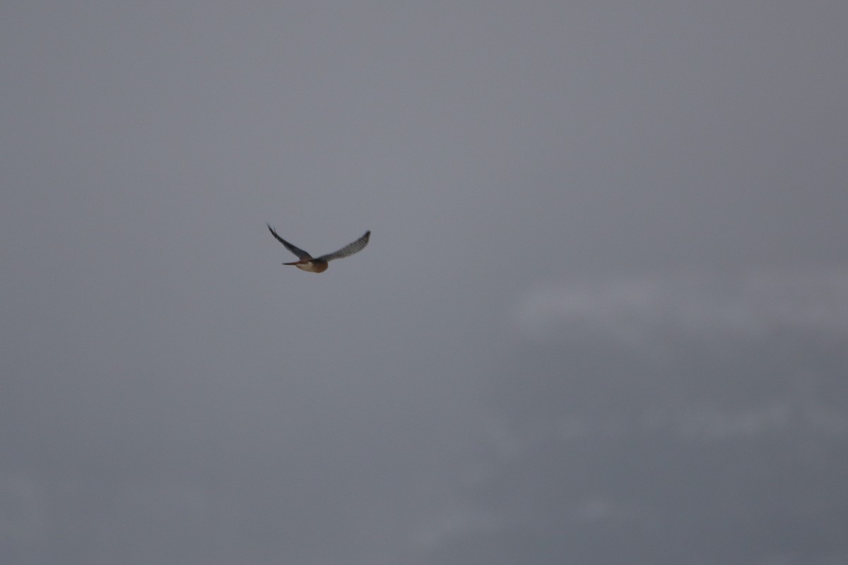 בז אמריקני - ML646919058