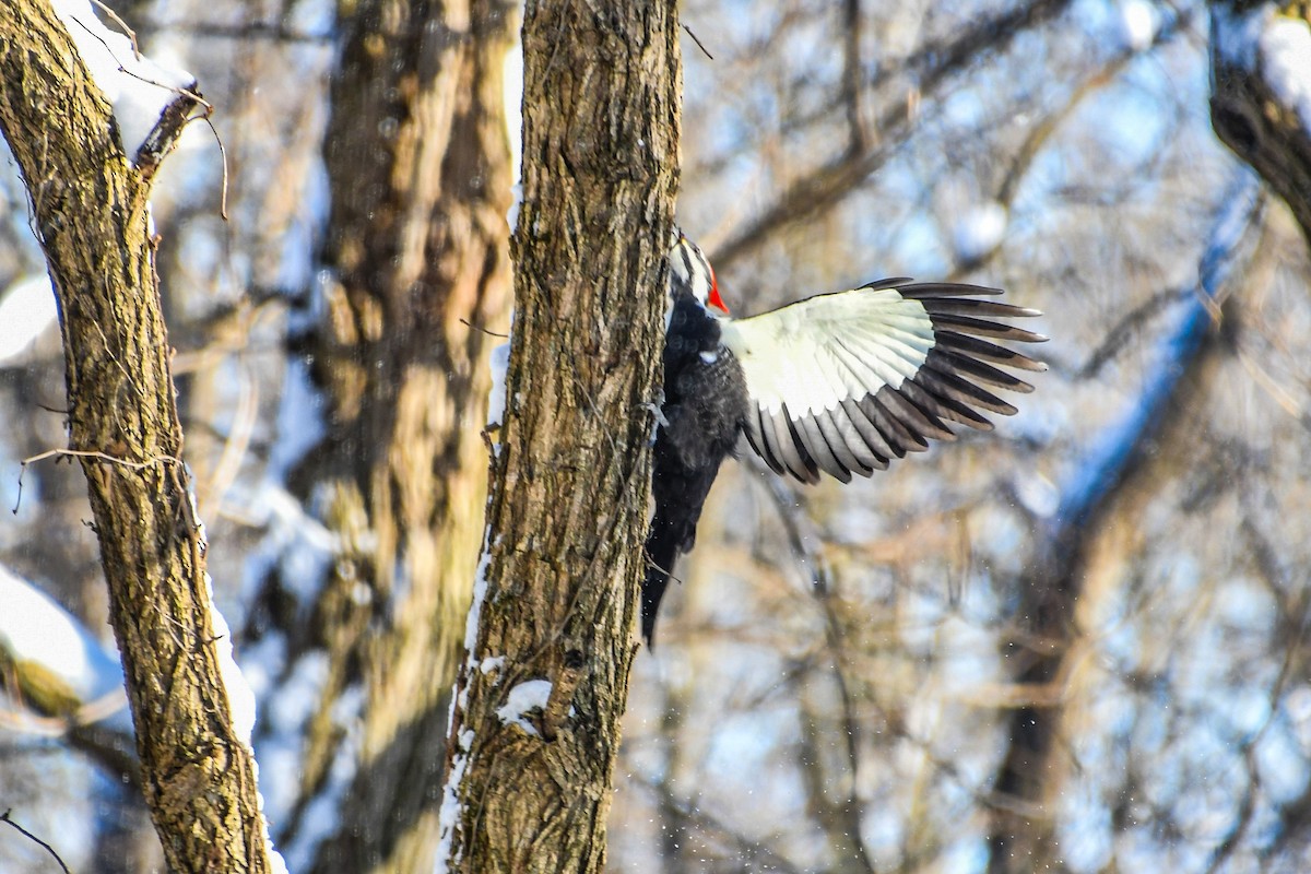 Pileated Woodpecker - ML646919059