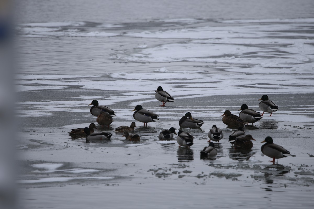 ברכיה - ML646919060