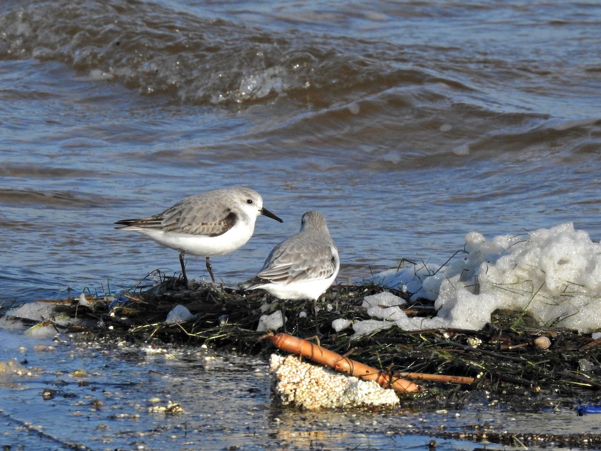 Sanderling - ML646919063