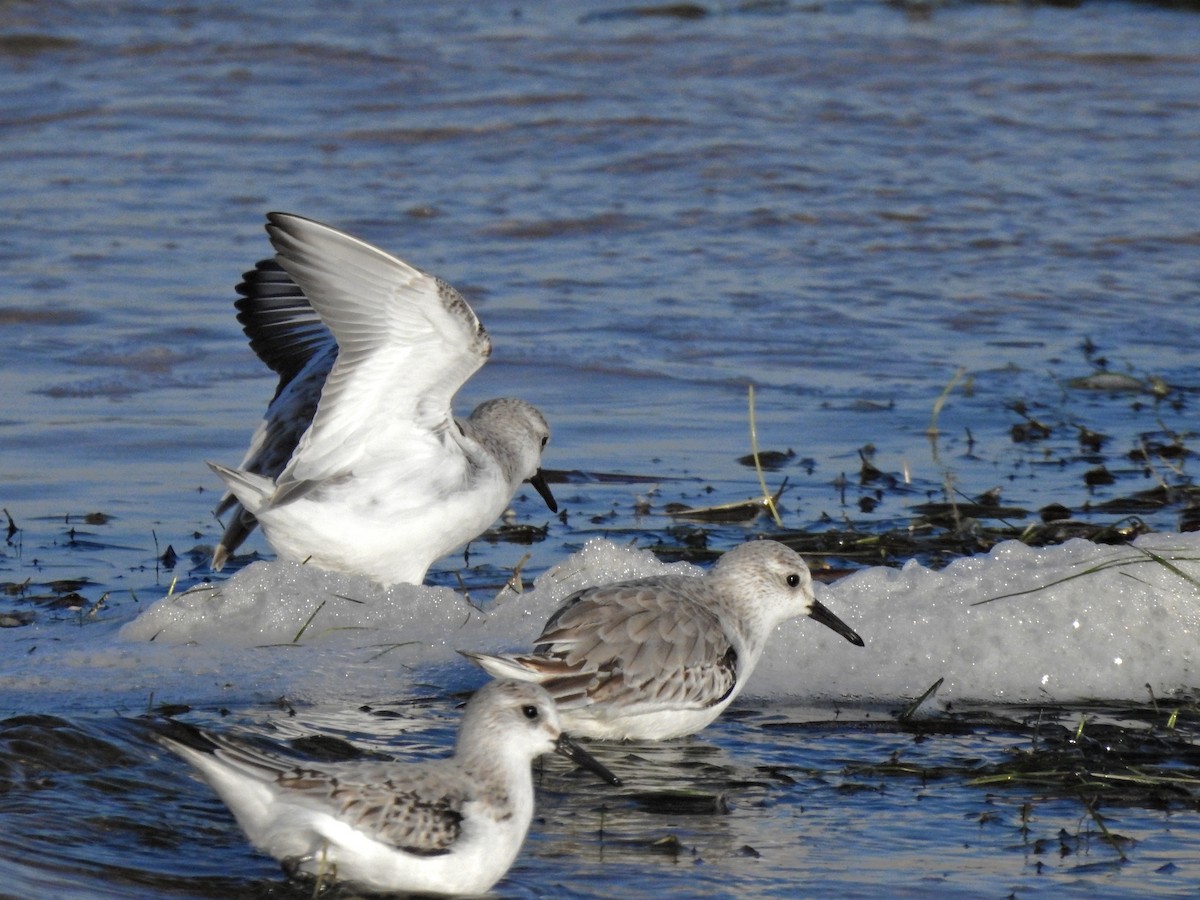 Sanderling - ML646919064