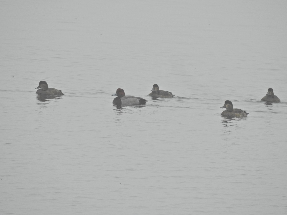 Американский нырок - ML646919065