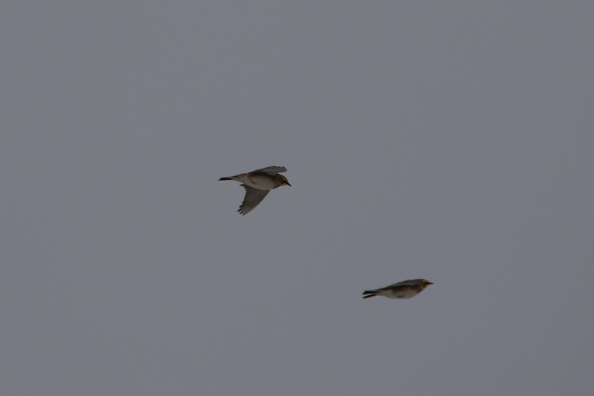 צחיחנית חרמון - ML646919066