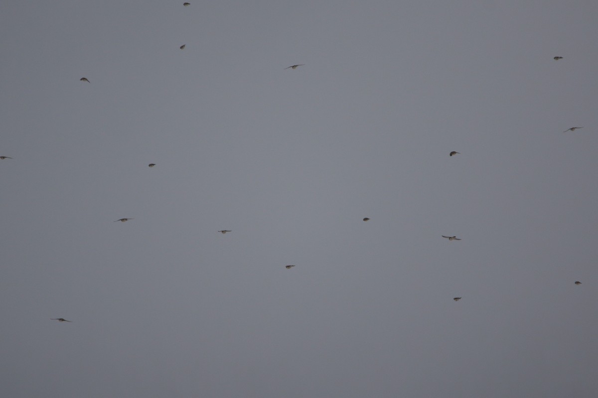 צחיחנית חרמון - ML646919067