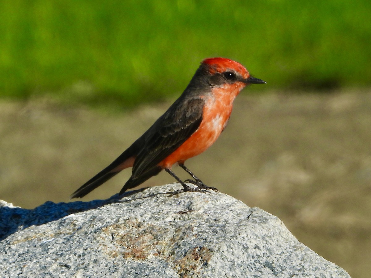 Vermilion Flycatcher - ML646919069