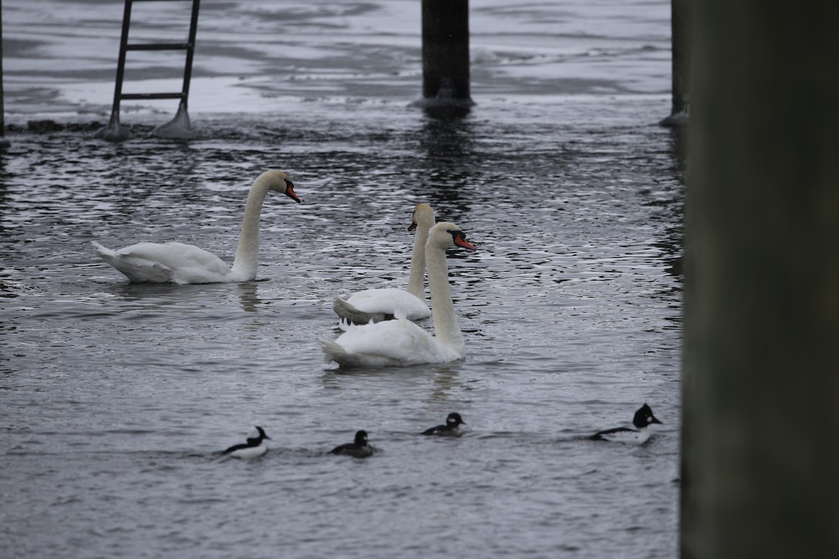ברבור מצוי - ML646919070