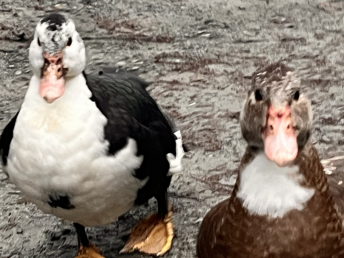 Pato sp. - ML646919072