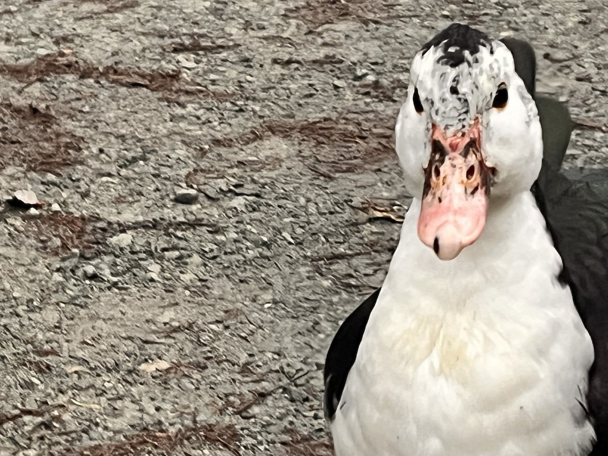 Pato sp. - ML646919073