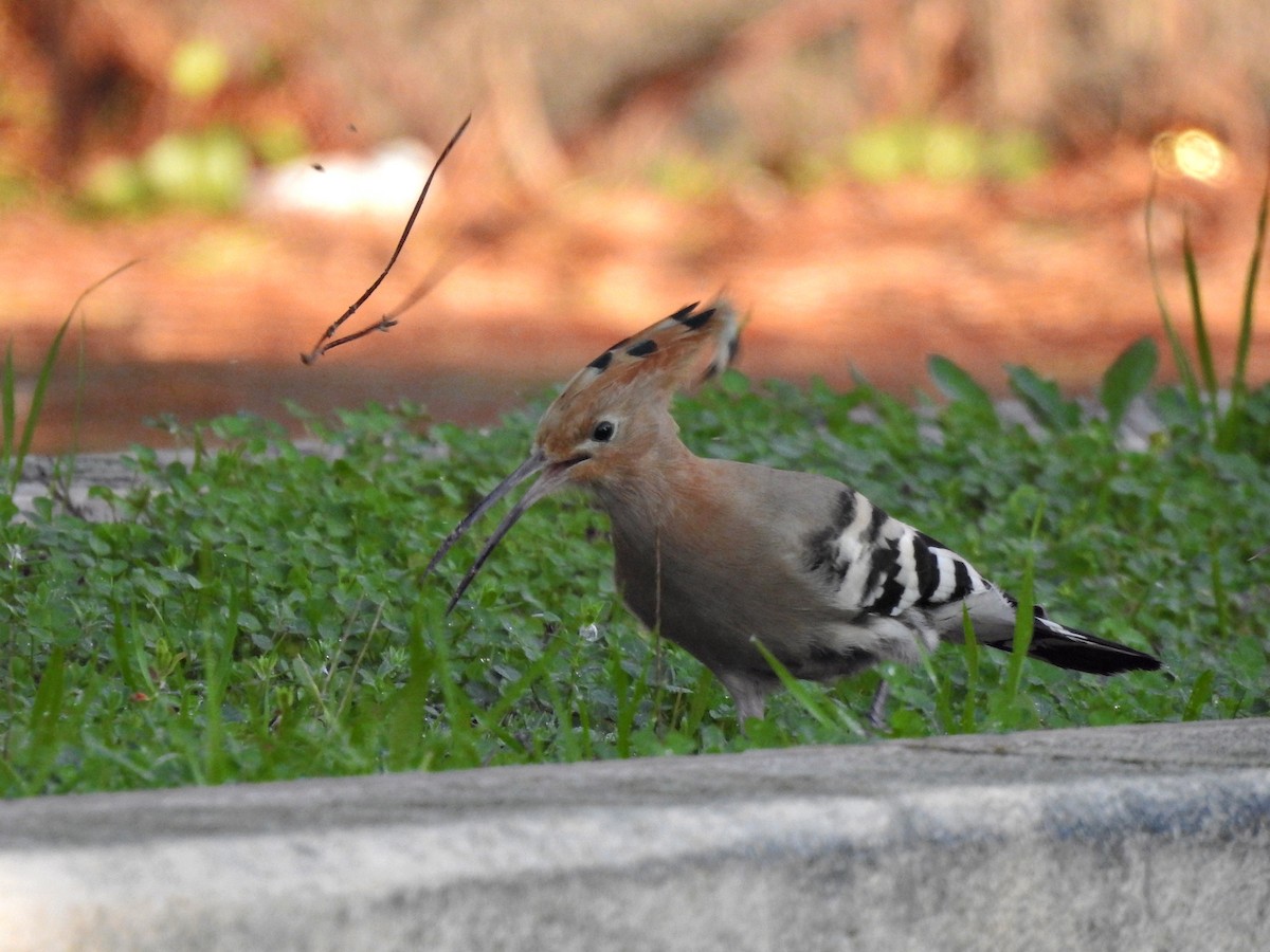 Wiedehopf - ML646919075