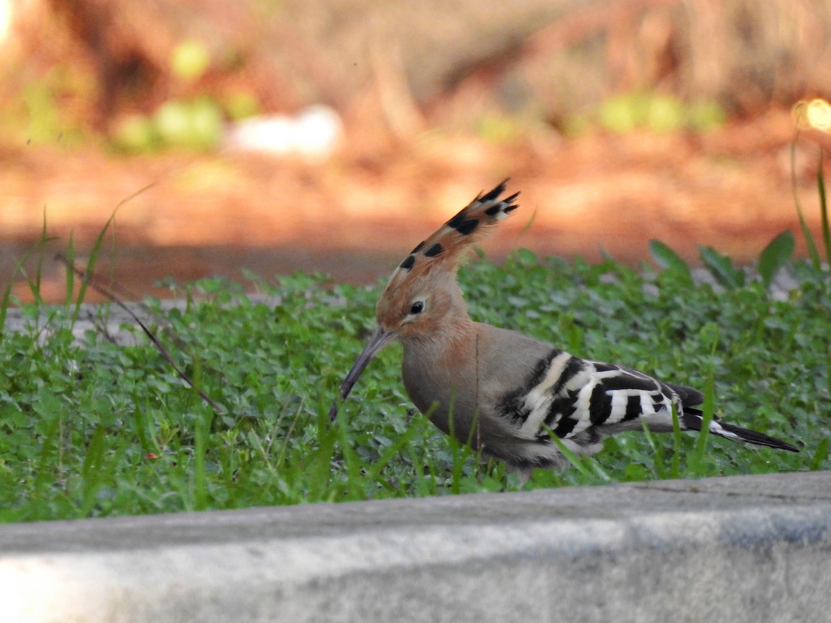 Wiedehopf - ML646919076