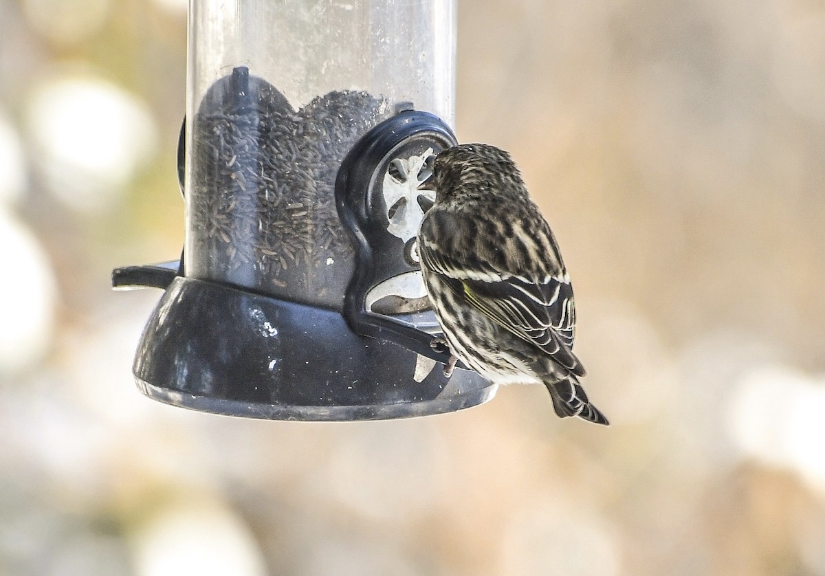 Pine Siskin - ML646919078