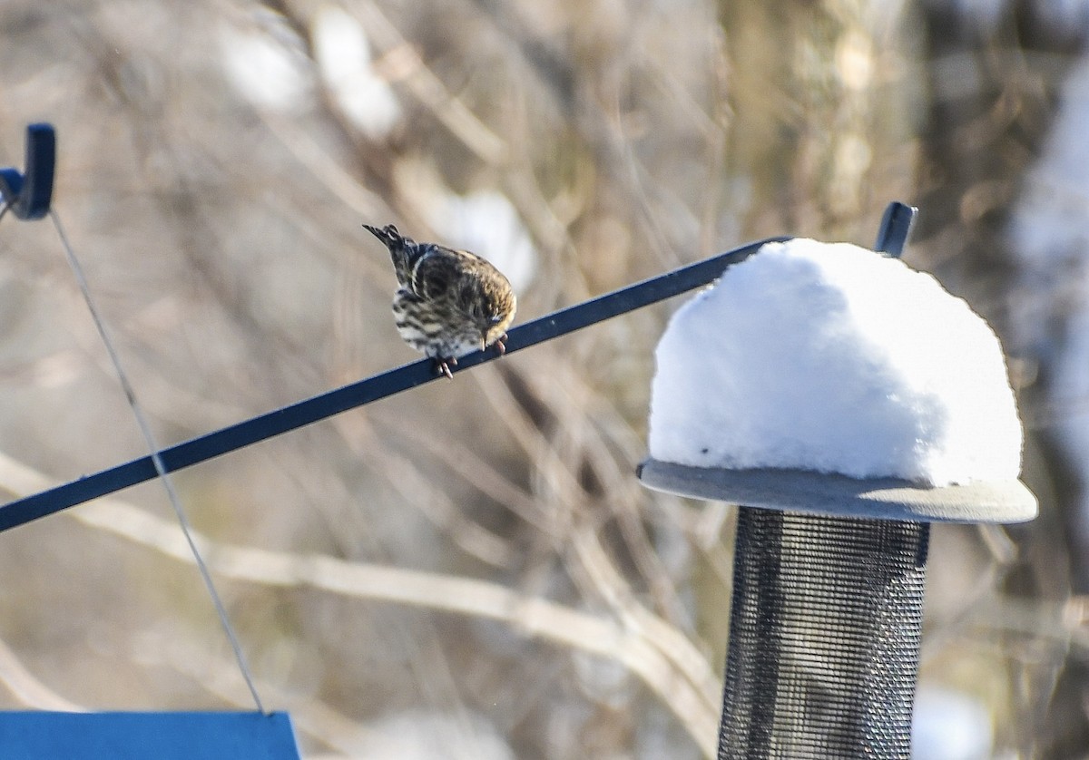 Pine Siskin - ML646919079