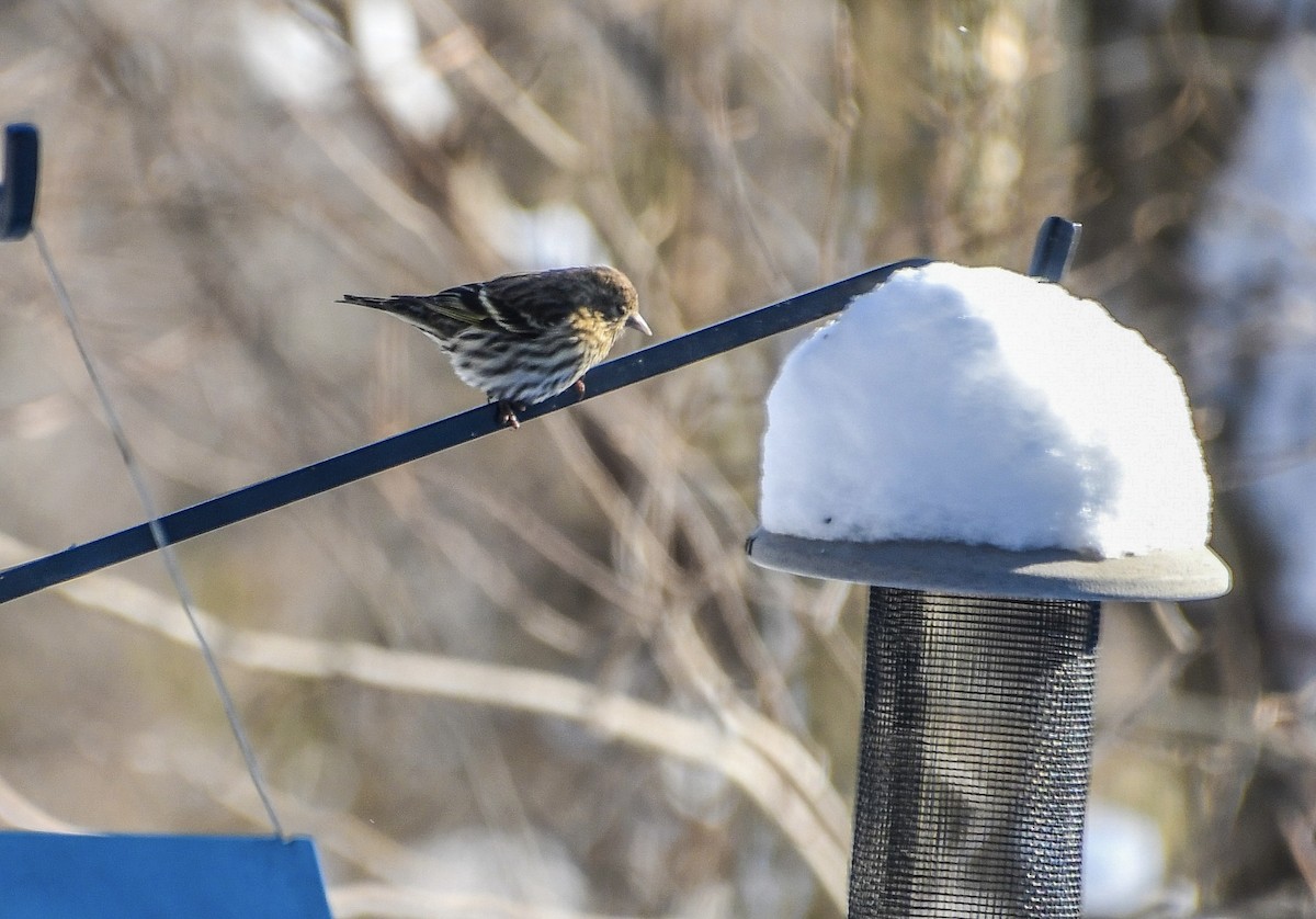 Pine Siskin - ML646919080