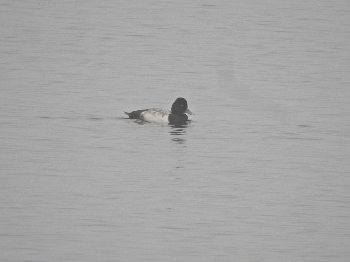 Малая морская чернеть - ML646919082