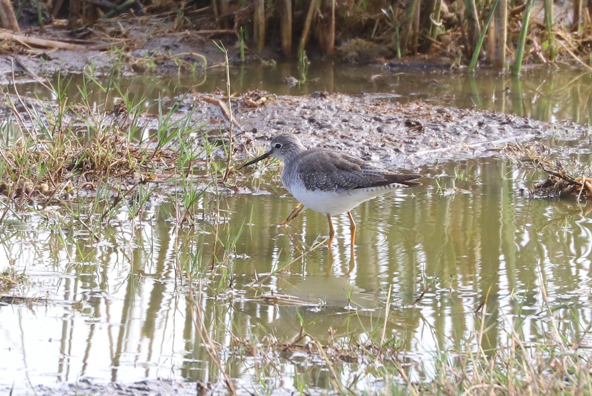 Totano zampegialle minore - ML646919083