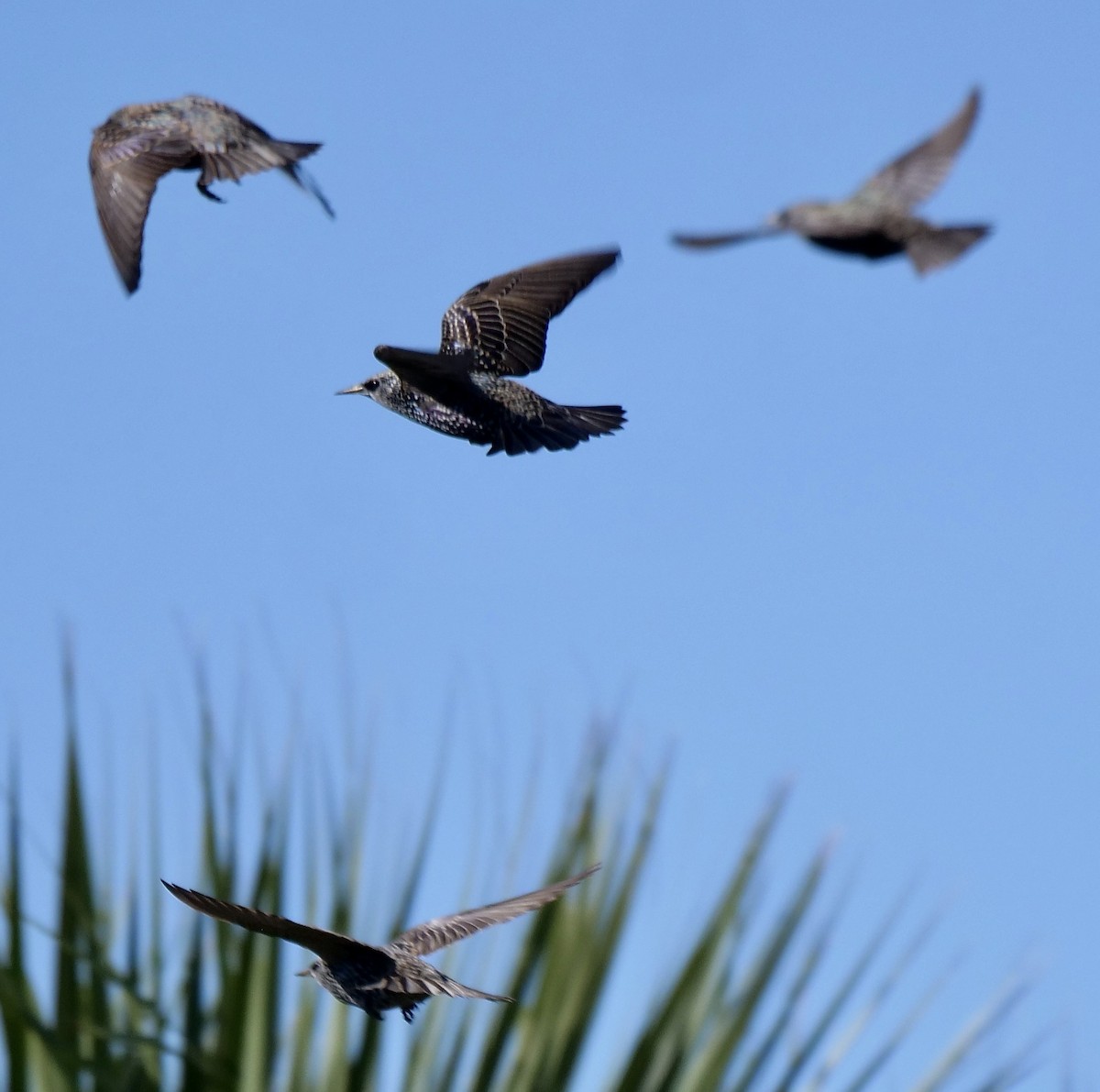 European Starling - ML646919084