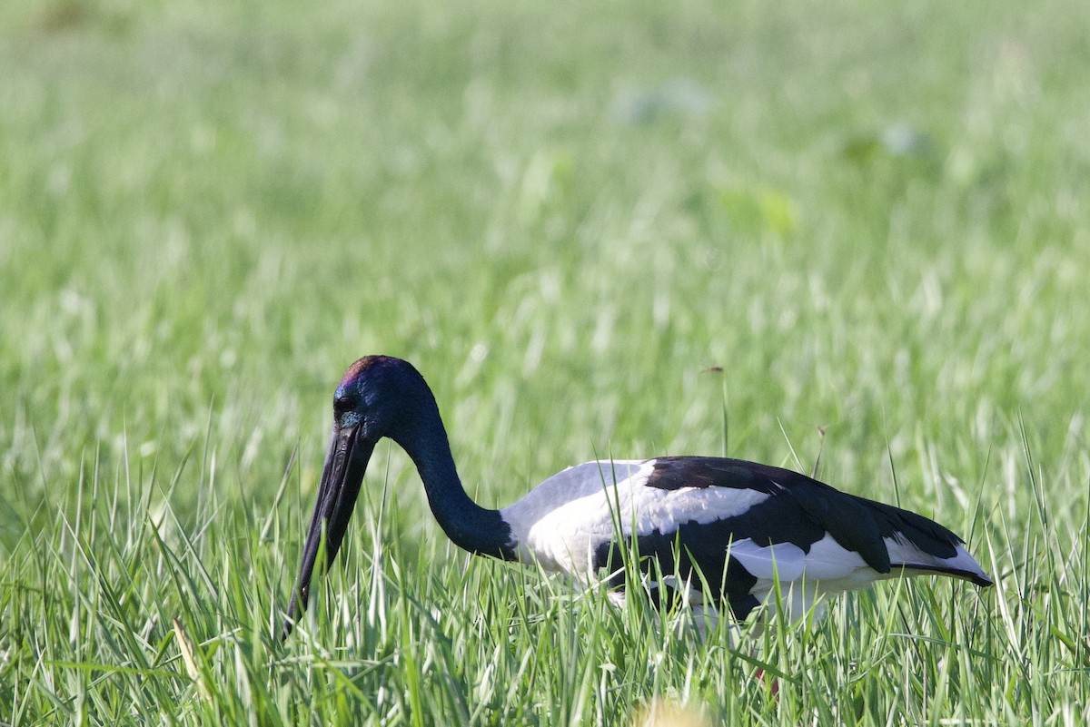 Black-necked Stork - ML646919095