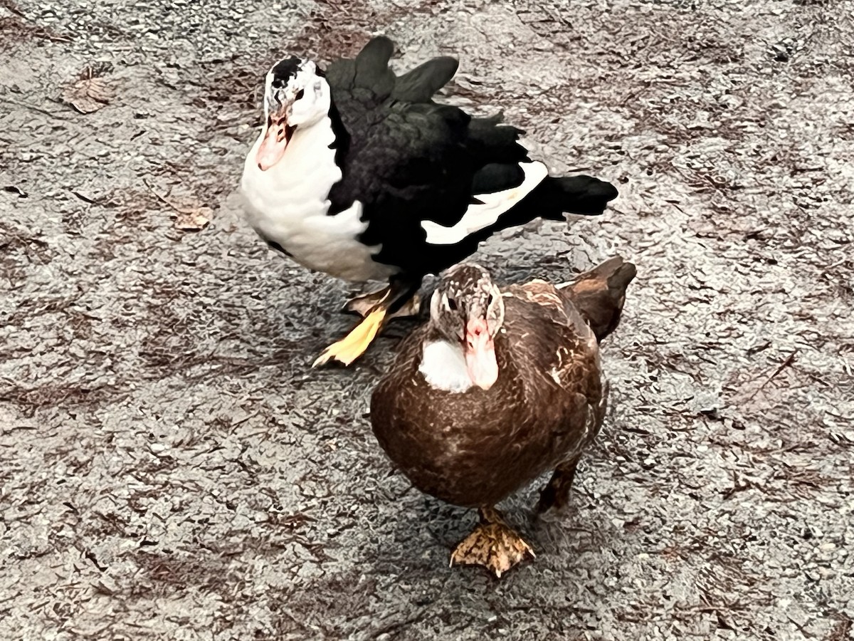 Pato sp. - ML646919101