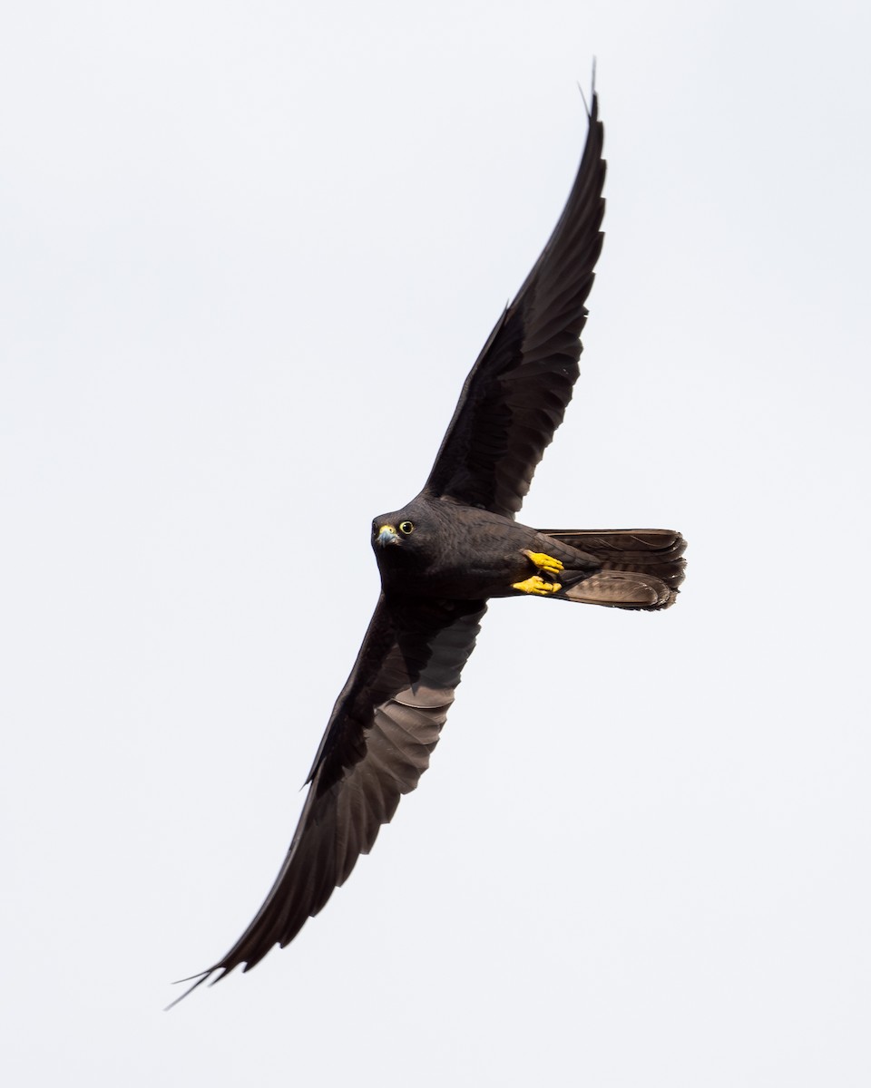 Eleonora belatza - ML646919102